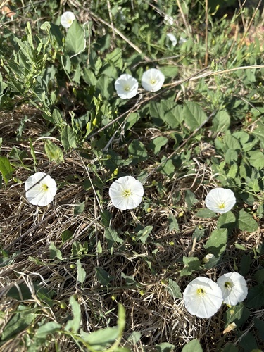 field bindweed
