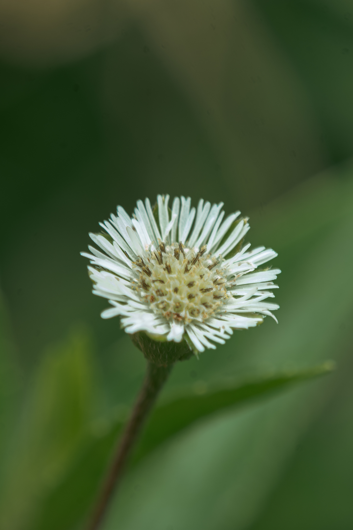 Eclipta prostrata (Eclipta prostrata)