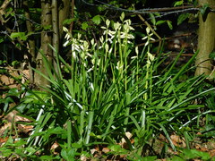 Hyacinthoides