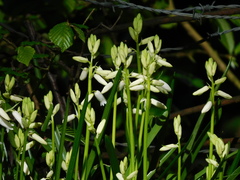 Hyacinthoides