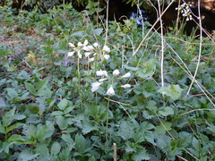 Cardamine pratensis