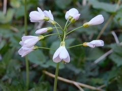 Cardamine pratensis