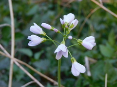 Cardamine pratensis