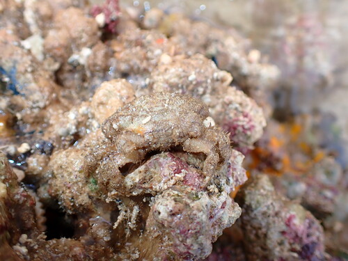 Actaeodes hirsutissimus observed 2026-06-13