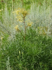 Peucedanum morisonii