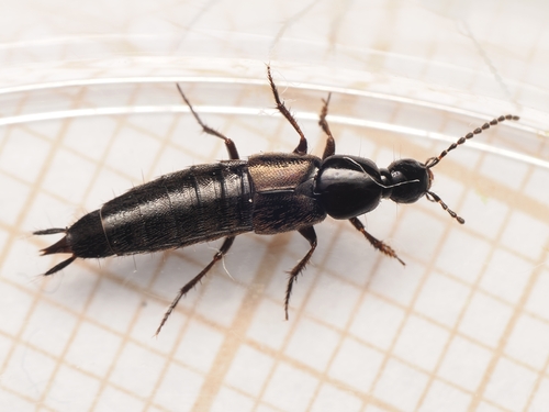Philonthus carbonarius observed 2026-06-13