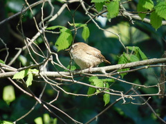 Troglodytes troglodytes