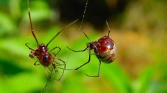 Argyrodes argyrodes