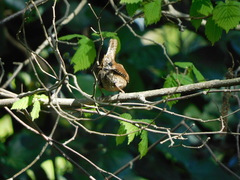 Troglodytes troglodytes