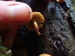 Pholiota subflammans