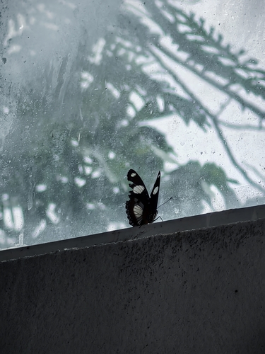 Danaid Eggfly
