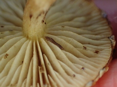 Pholiota subflammans