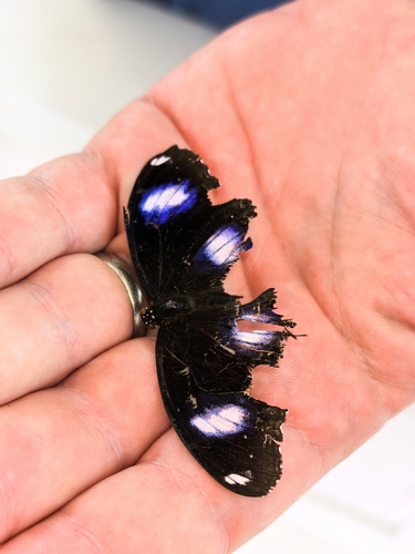 Great Eggfly