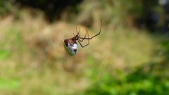 Argyrodes argyrodes