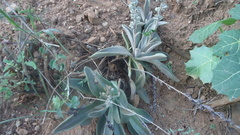 Thompsonella minutiflora