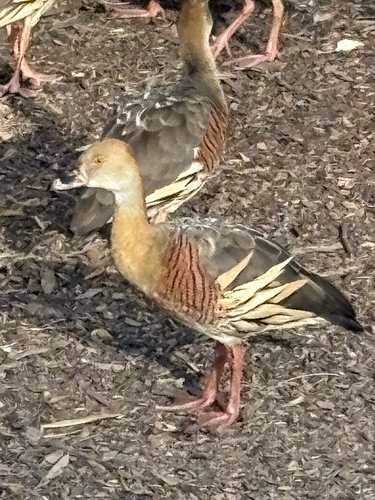 Plumed Whistling-Duck