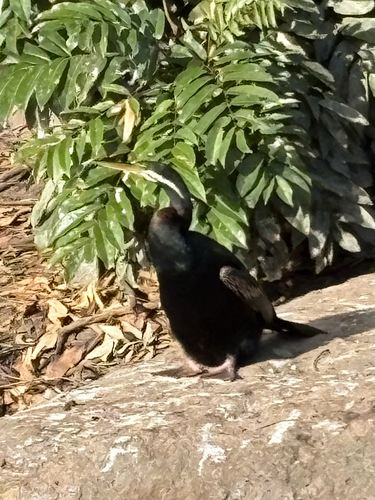 Australasian Darter