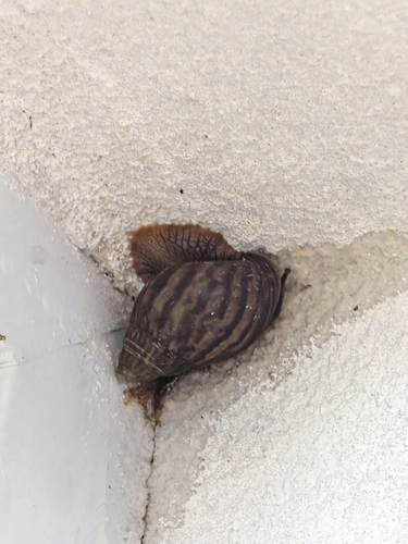 Giant Blonde Snail