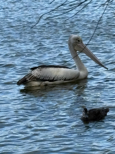 Australian Pelican