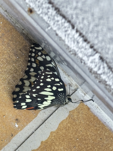Lime Swallowtail