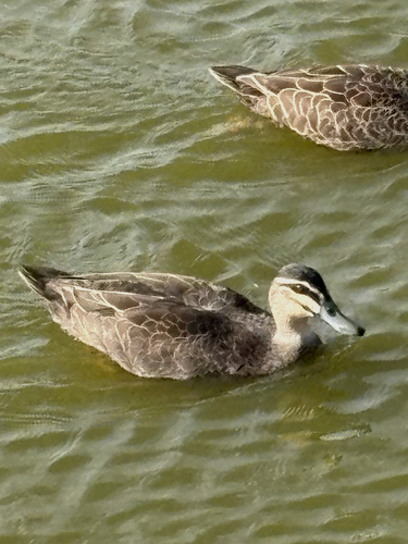 Pacific Black Duck
