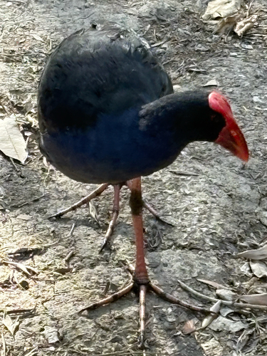 Australasian Swamphen