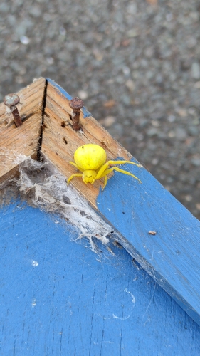 Goldenrod Crab Spider