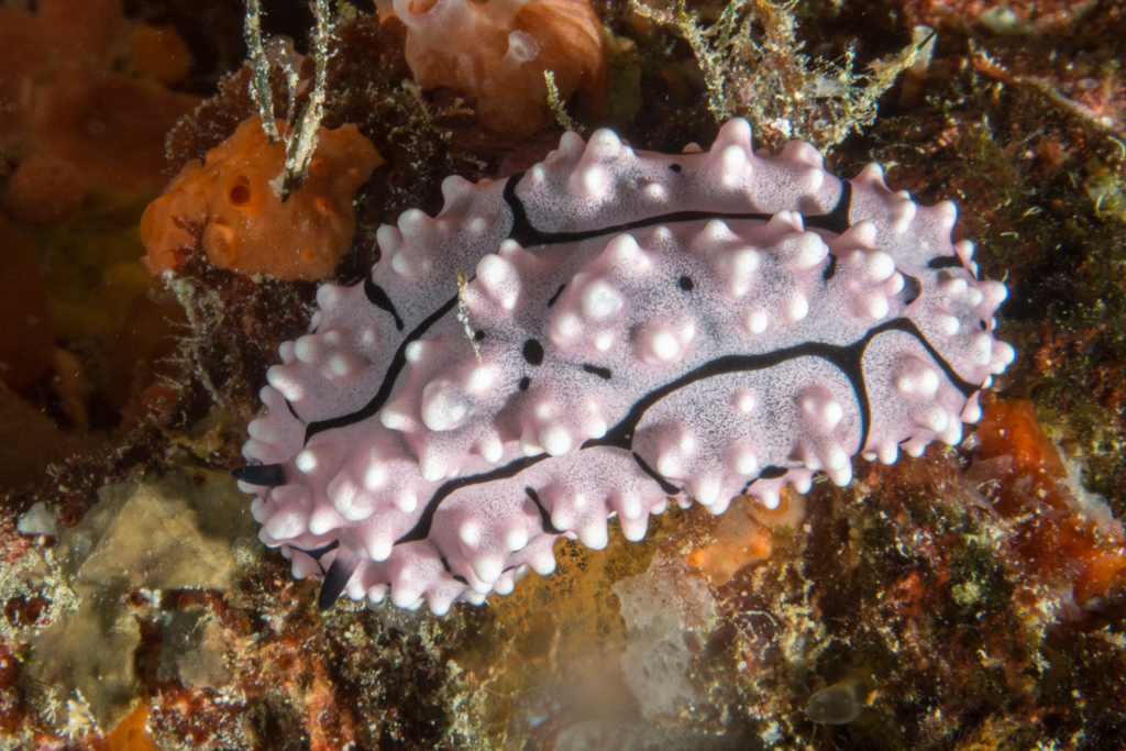 Liz's Phyllidiella