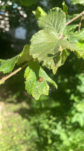 Asiatischer Marienkäfer
