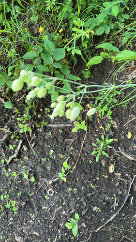 bladder campion