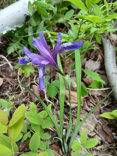 Iris uniflora