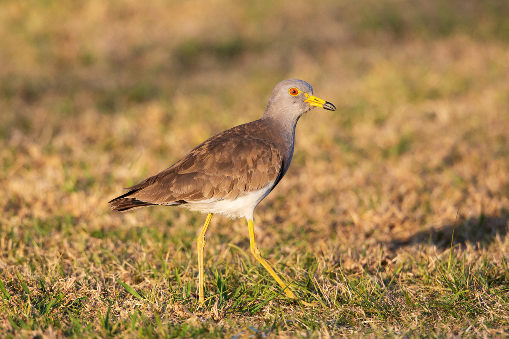 Grey-headed Lapwing from Sydney NSW, Australia on September 07, 2015 at ...