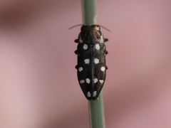 Diphucrania duodecimmaculata