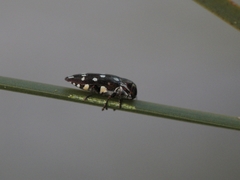 Diphucrania duodecimmaculata