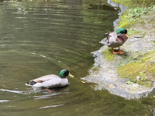 Domestic Mallard