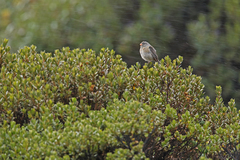 Catamenia analis