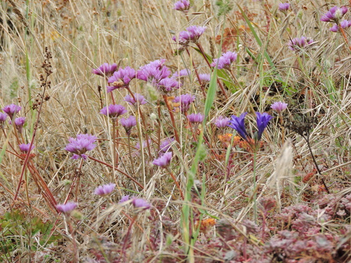 Allium dichlamydeum