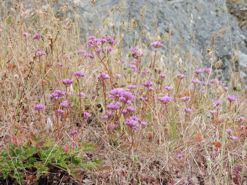 Allium dichlamydeum, photograph 1