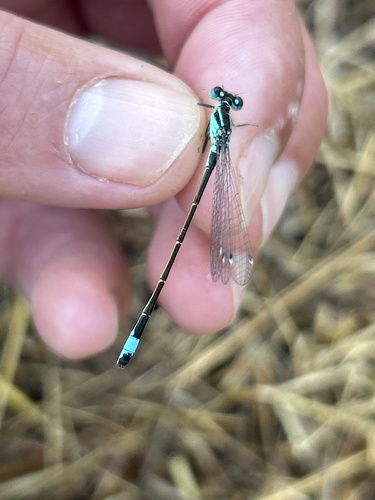 Blue-tailed Damselfly