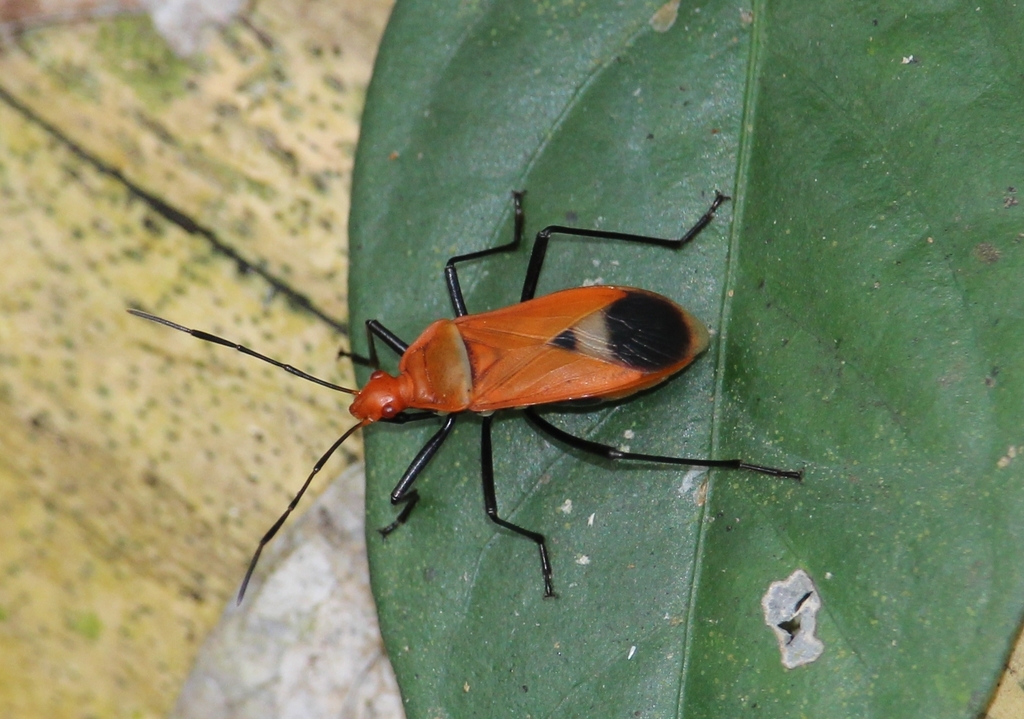 Dindymus rubiginosus