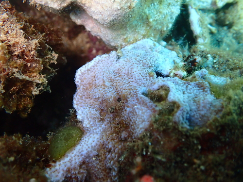 Montipora flabellata observed 2026-06-11