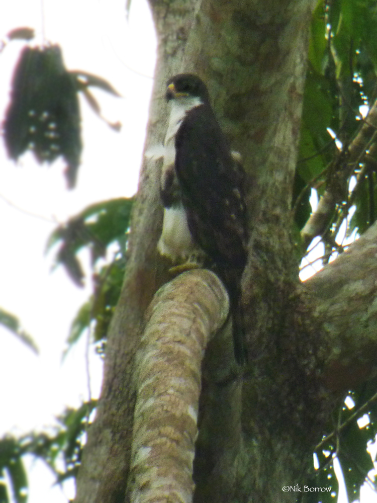 Cassin's Hawk-Eagle