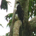 Águila Azor Congoleña - Photo (c) Nik Borrow, algunos derechos reservados (CC BY-NC), subido por Nik Borrow