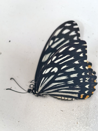 Common Mime Swallowtail