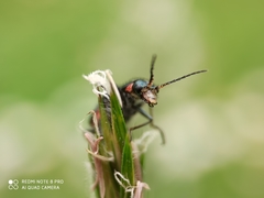 Malachius bipustulatus