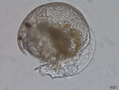 Striped Dwarf Beaked Waterflea