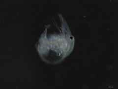 Bosminopsis deitersi