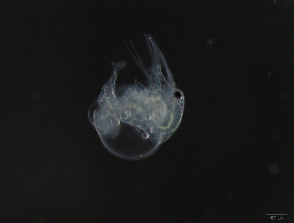 water flea
