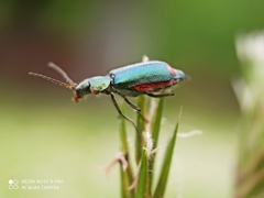 Malachius bipustulatus