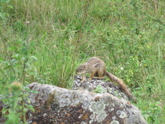 Euxerus erythropus